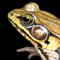 Frog Tumbnail Image