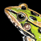 Frog Tumbnail Image