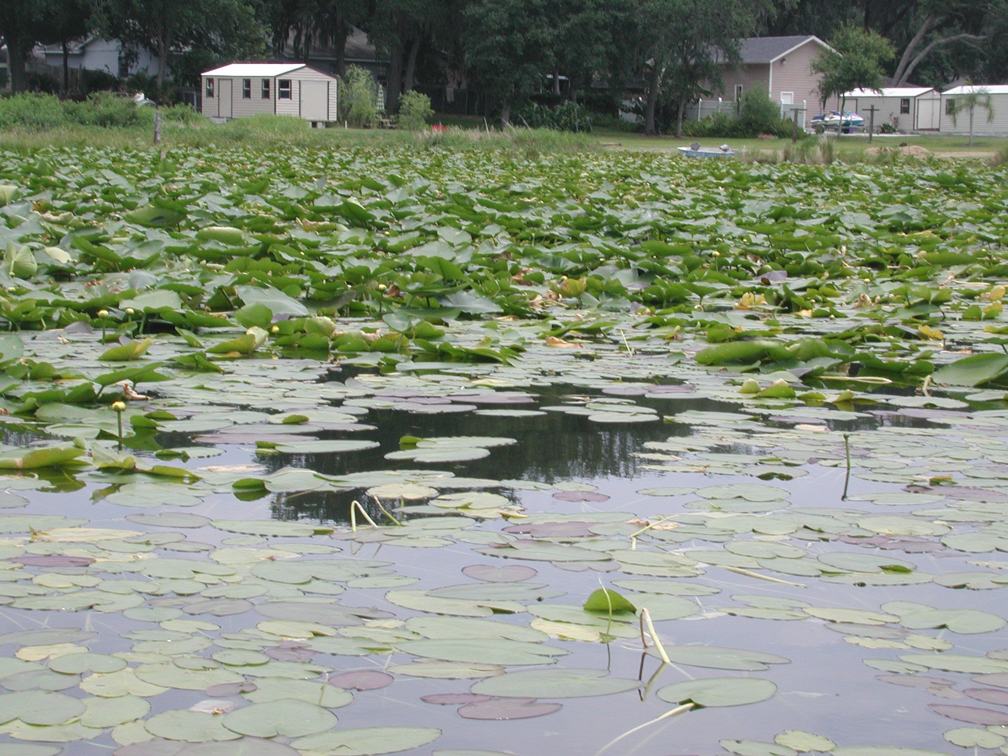 Hillsborough County Water Atlas Water Resource Long Pond Photos
